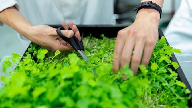 Mulai Berkebun, Ini dia Tips Mudah untuk pemula