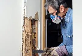Fakta Tentang Rayap Kayu Basah yang Harus Dibasmi Jasa Anti Rayap Bandung