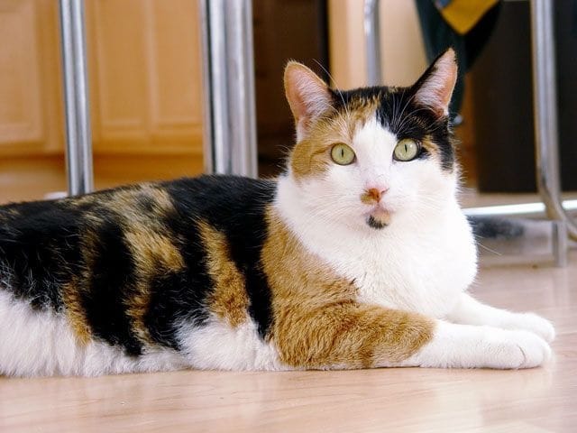 Harga Kucing 3 Warna Jantan Update 2022