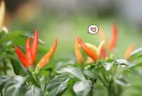 Tips Merawat Tanaman Cabe Dengan Mudah