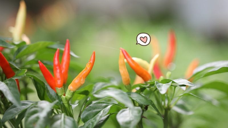 Tips Merawat Tanaman Cabe Dengan Mudah