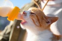 takaran susu dancow untuk kucing